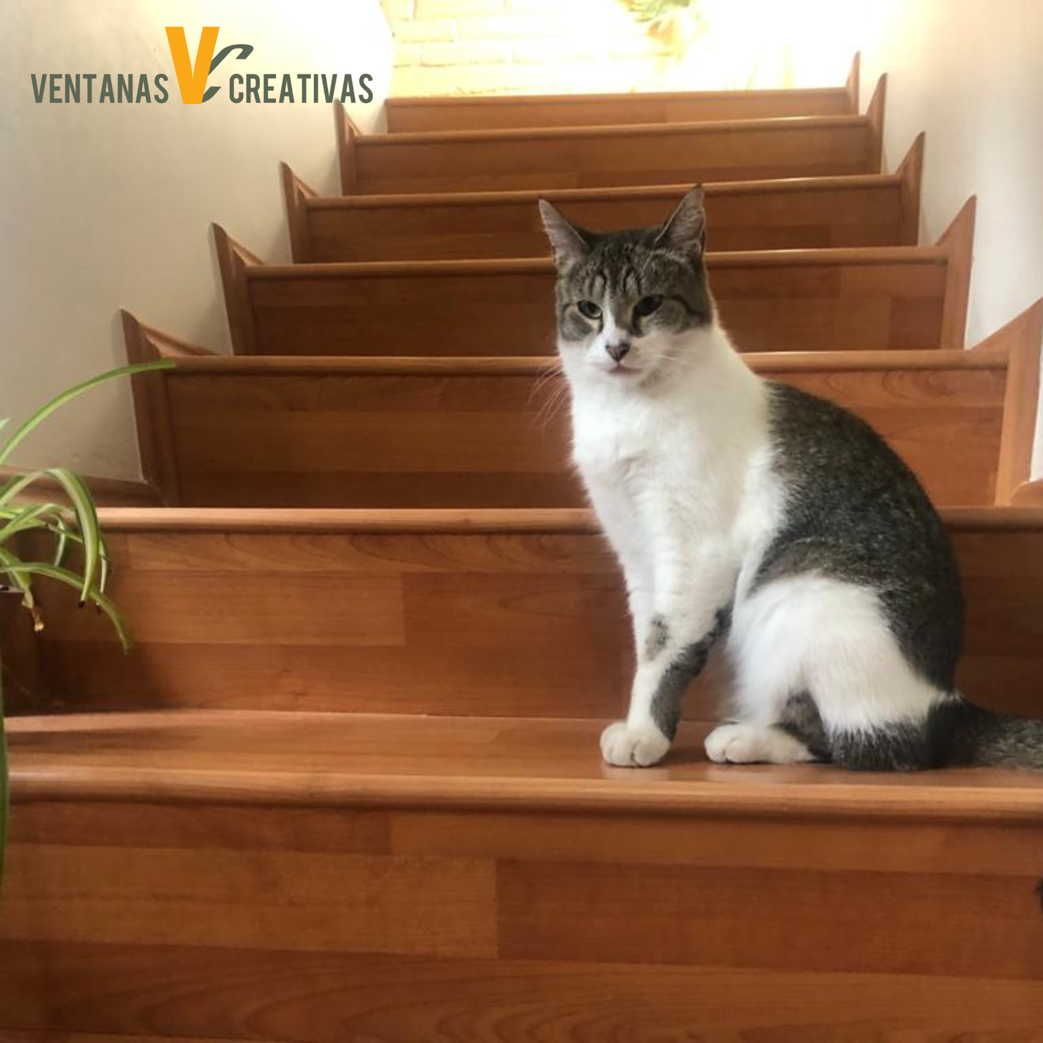 Pisos Vinil y Laminados